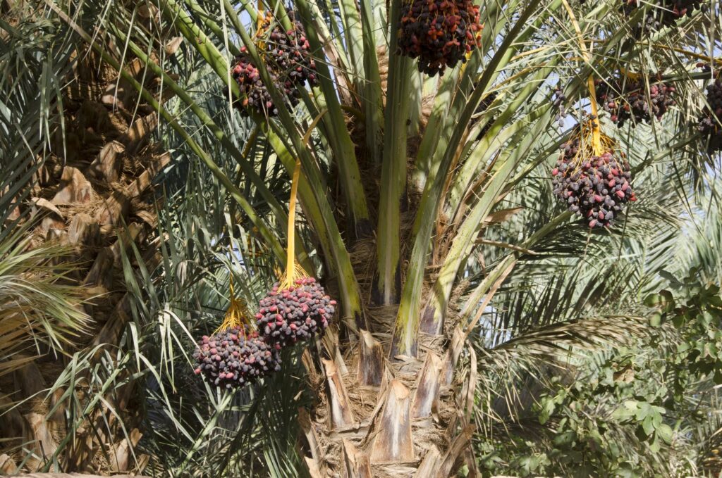 Titrit Morocco Tours