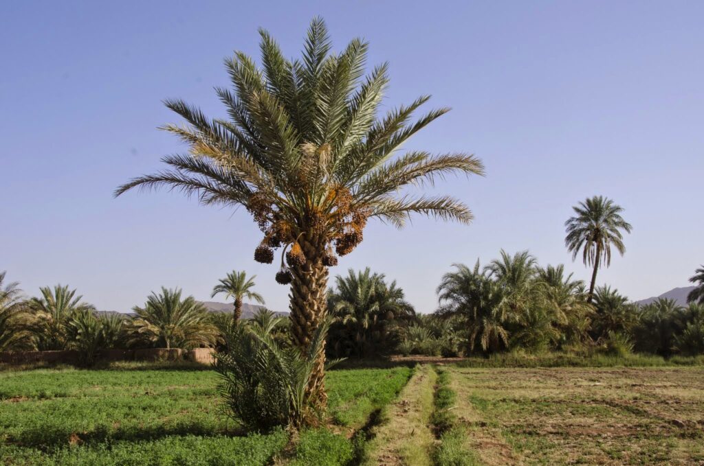 Titrit Morocco Tours