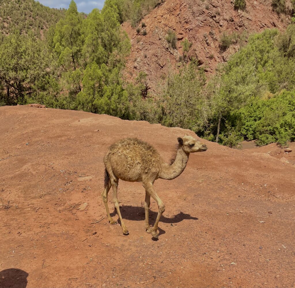 Titrit Morocco Tours