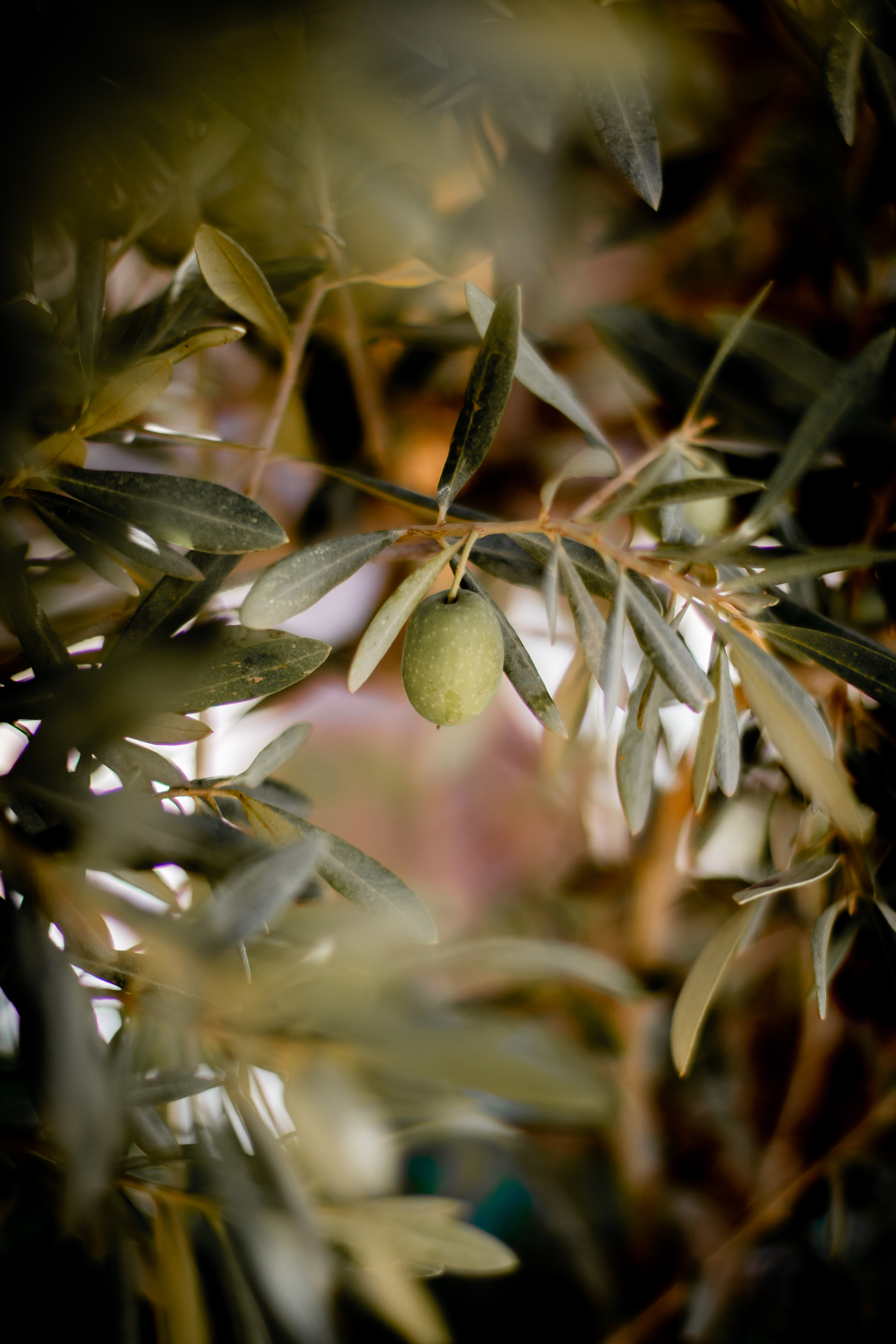 Titrit Morocco Tours