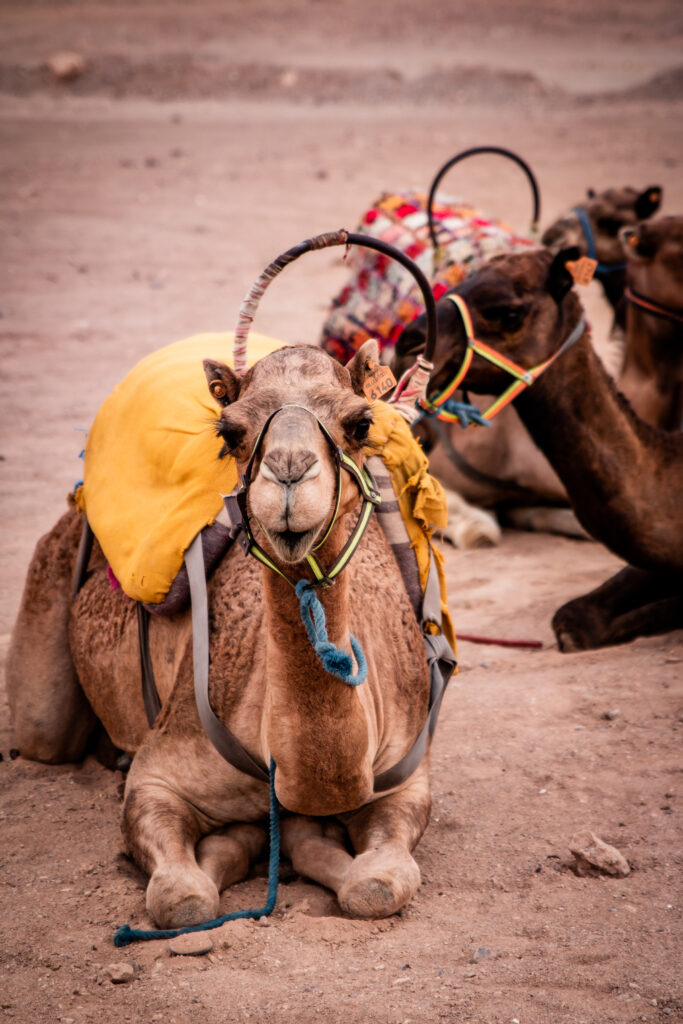 Titrit Morocco Tours