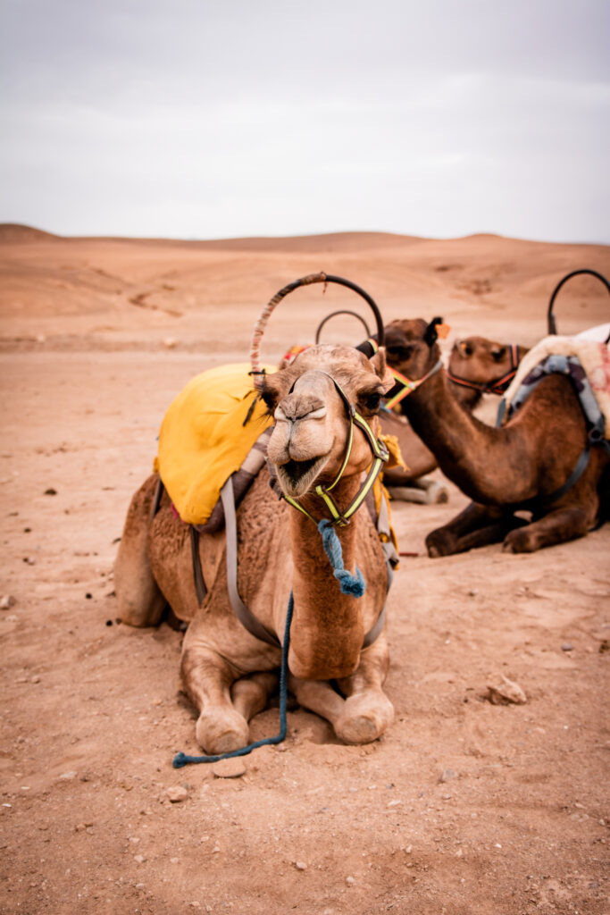 Titrit Morocco Tours