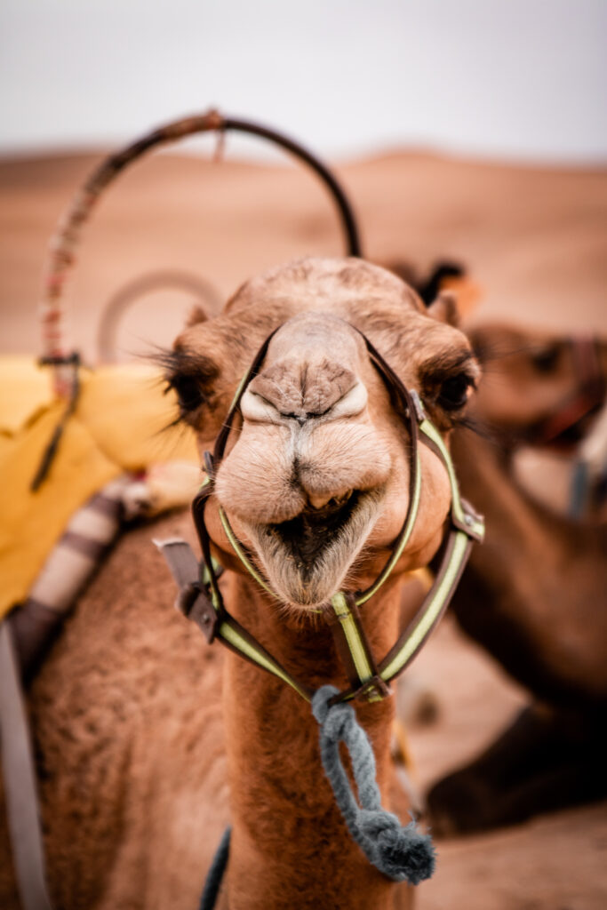 Titrit Morocco Tours