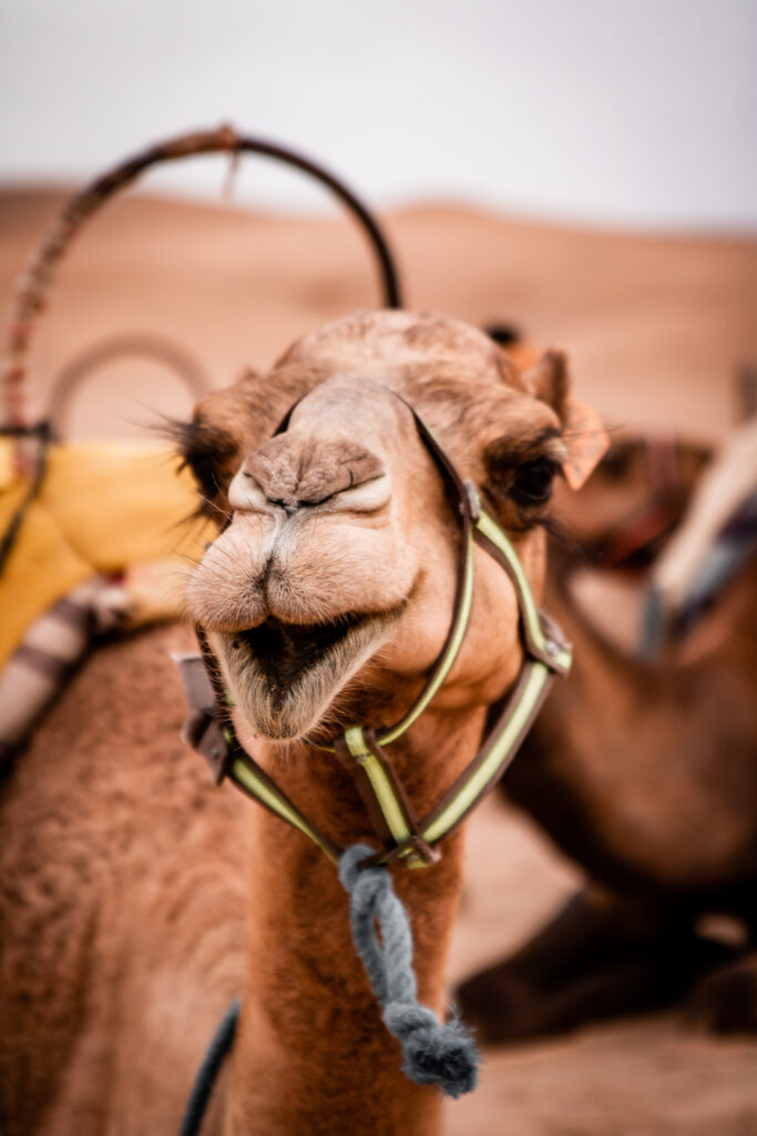 Titrit Morocco Tours